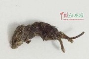 穷人养鼠大法娱乐吃瓜,趣味养鼠，吃瓜乐趣无限