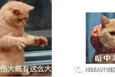 吃瓜娱乐赵小瞒鱼界显眼包,吃瓜娱乐界的焦点人物